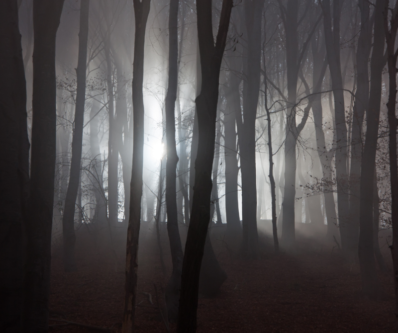 MattaHaunt Woods Discovery Day