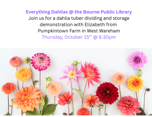Everything Dahlias