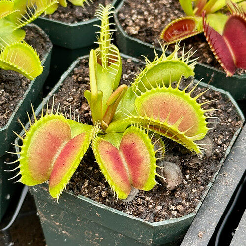 Carnivorous Plants Workshop