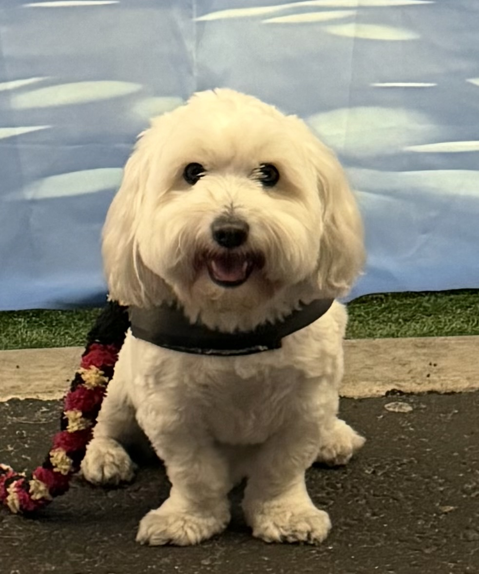 Private Visit with Jack-Jack the Therapy Dog