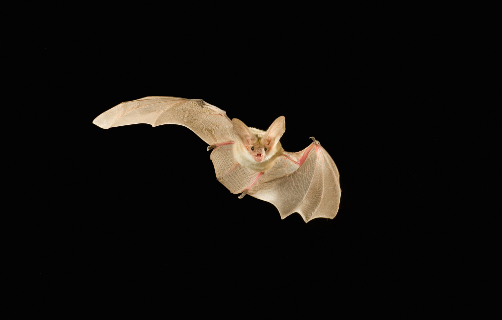 'Nature's Real Vampires'