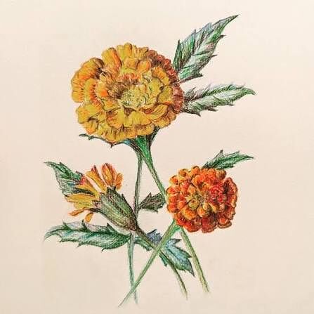 Marigold Paper