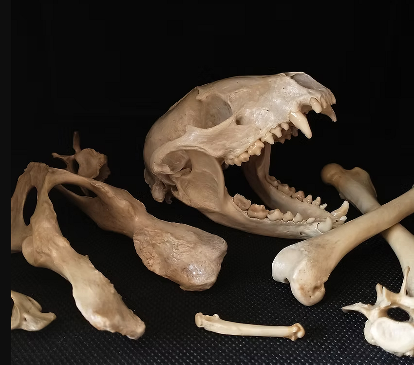 Professor Bugman: Spooky Bones and Creepy Crawlies