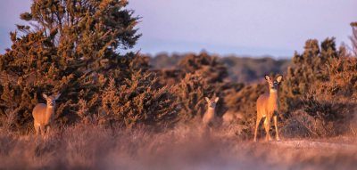 Deer Breakdown and Butchering with MV Ag Society and Slough Farm