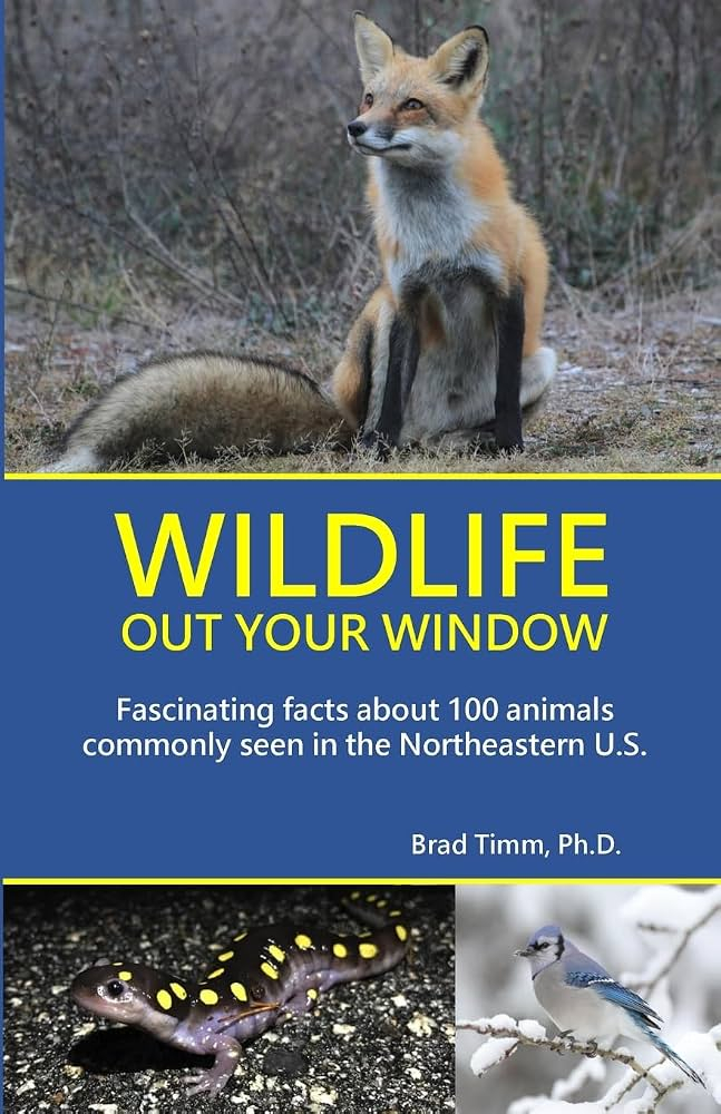 Wildlife Out Your Window: Discover the Hidden Lives of New England Wildlife