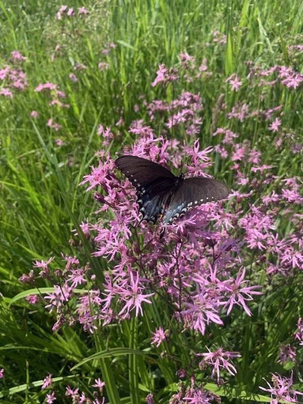 Bioblitz at Appleton Farms