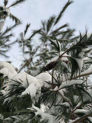 Winter Solstice Tree ID Walk