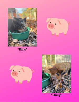 Storytime with Elvis & Dolly - 2 NEW piglets at Good Pickin' Farm!