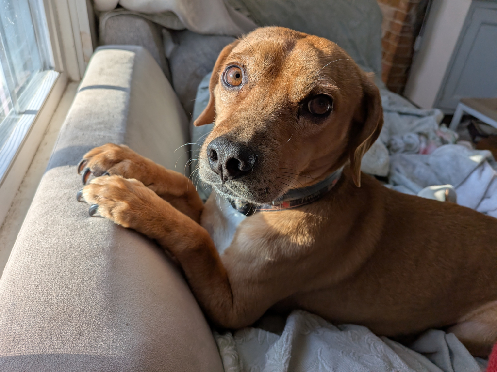 Read to McGee the Dog