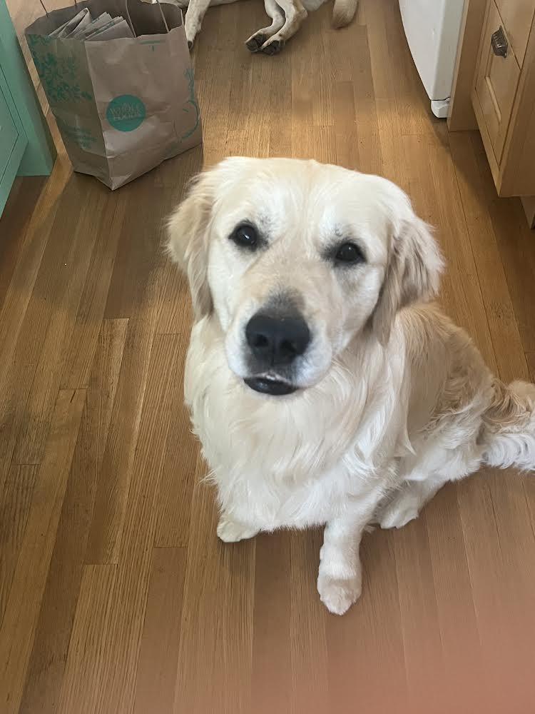 Read To A Dog