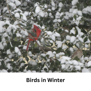 Winter Birds with Dave Williams