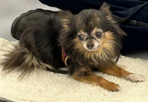 Read to a Dog: Spider