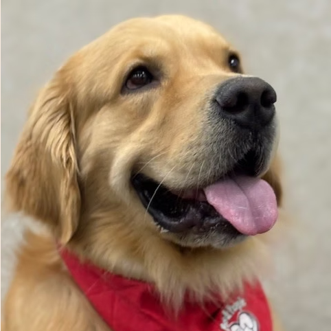 Read to a Dog at West