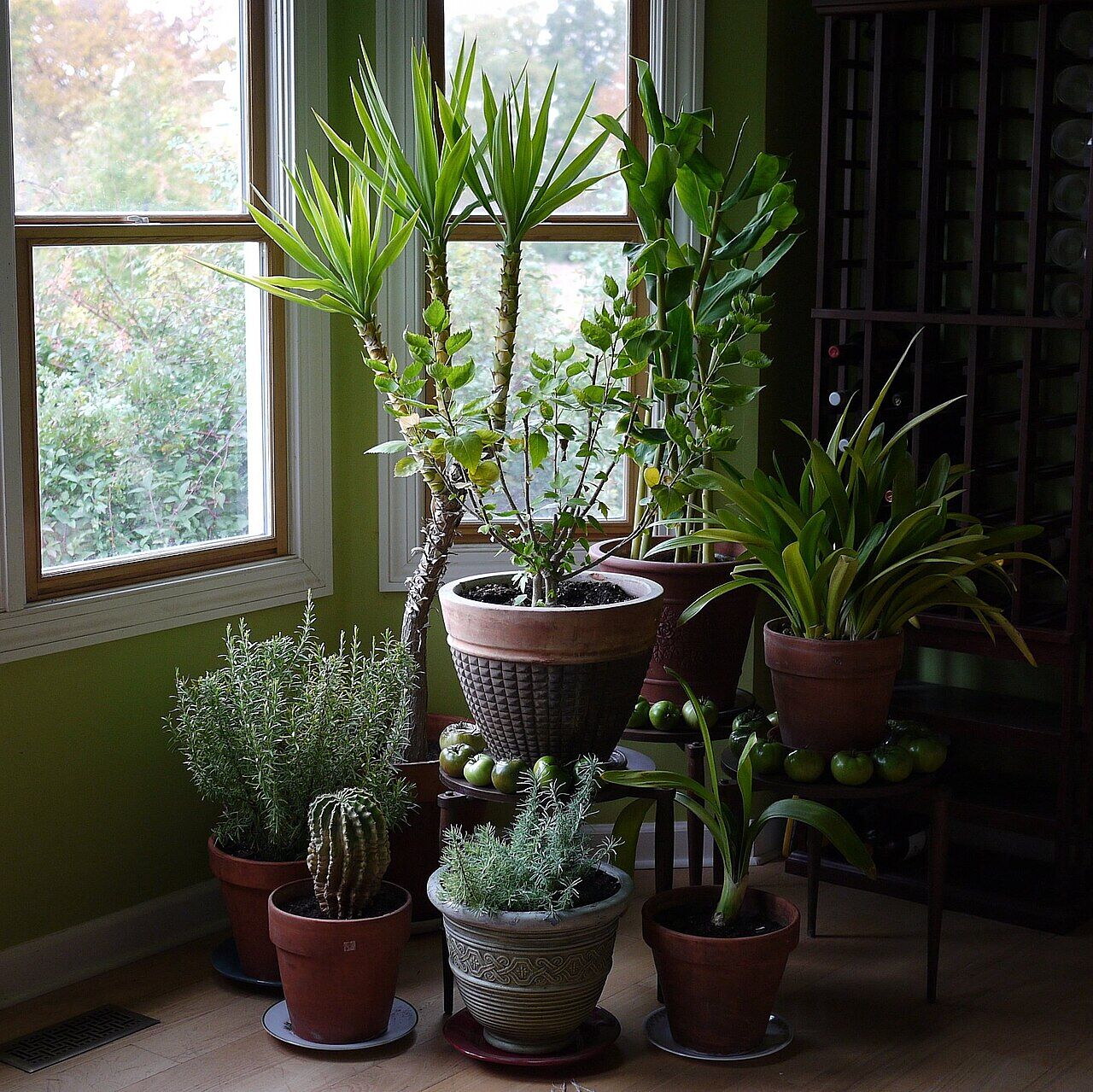 South Boston Garden Club Meeting & Plant Clippings Giveaway