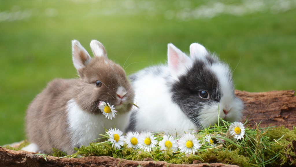 Reading with Rabbits with Land's Sake Farm