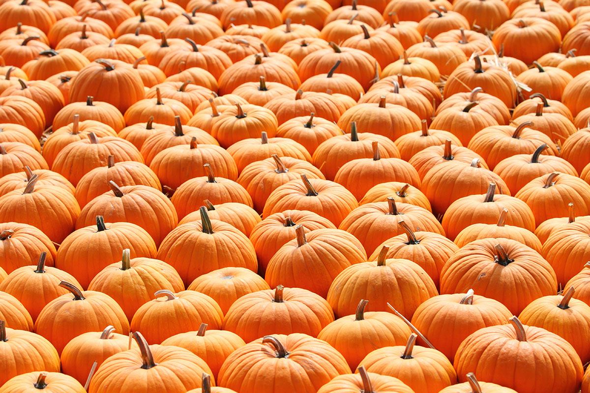 Pumpkin Patch