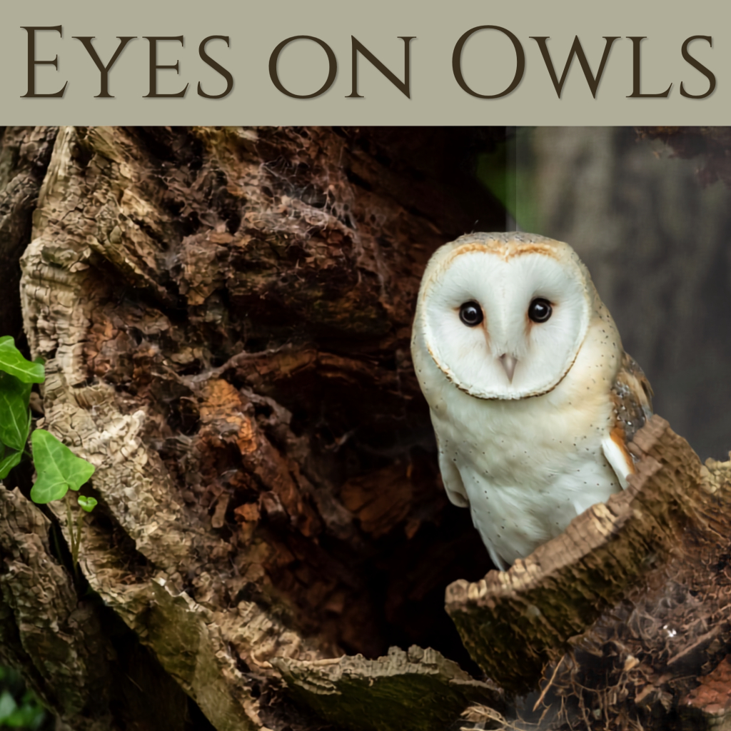 Who's Watching You? Owls of the World by Eyes on Owls (ALL AGES)