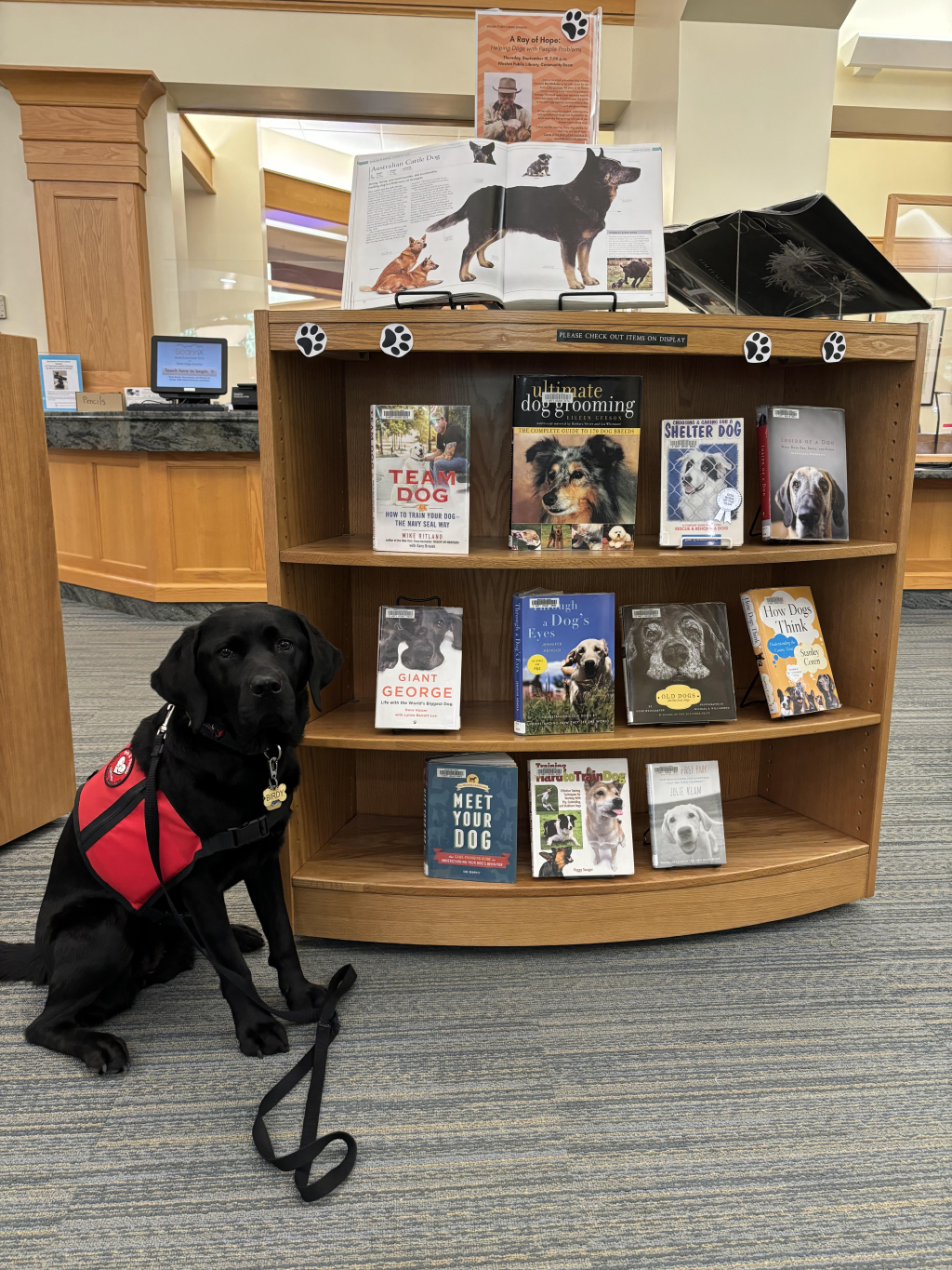 Read to Birdy the Therapy Dog!