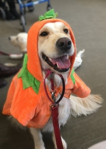 PAWS to Read with Lemonade