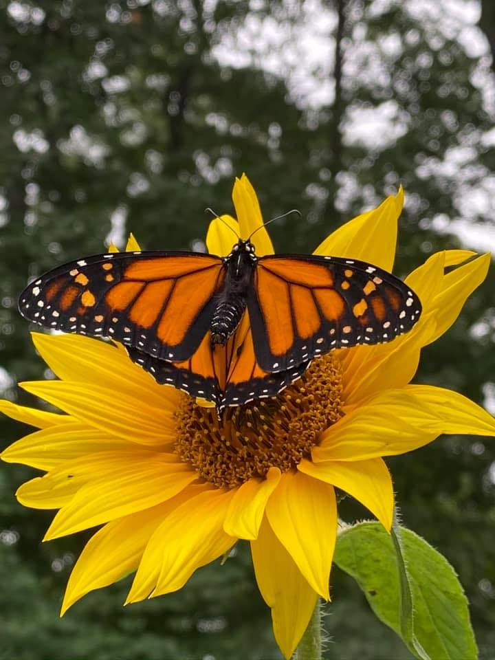 Caterpillar & Butterfly Story Time with Amy Rosa